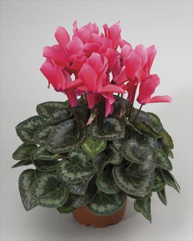 foto van een variëteit aan bloemen, te gebruiken als: Pot - en perkplant Cyclamen persicum Rainier Rose