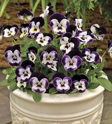 foto van een variëteit aan bloemen, te gebruiken als: Pot - en perkplant Viola cornuta Penny Mickey