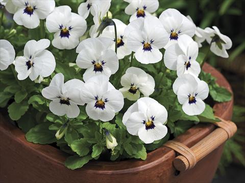 foto van een variëteit aan bloemen, te gebruiken als: Pot - en perkplant Viola cornuta Penny White Blotch