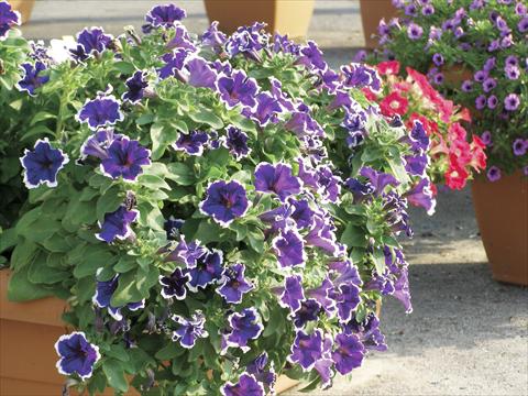 foto van een variëteit aan bloemen, te gebruiken als: Potplant, perkplant, patioplant, korfplant Petunia Happy Evita