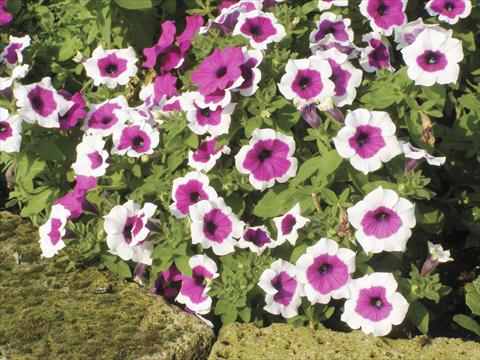 foto van een variëteit aan bloemen, te gebruiken als: Potplant, perkplant, patioplant, korfplant Petunia Happy Gal
