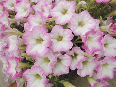 foto van een variëteit aan bloemen, te gebruiken als: Potplant, perkplant, patioplant, korfplant Petunia Happy mini Nir