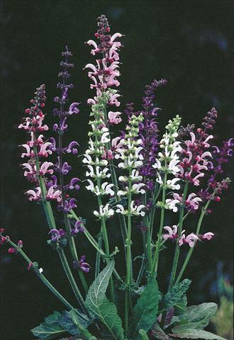 foto van een variëteit aan bloemen, te gebruiken als: Perkplant / Borders Salvia pratensis Ballett-Serie Meadow Ballet Blend