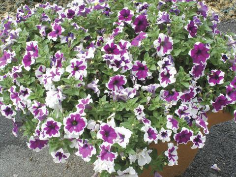 foto van een variëteit aan bloemen, te gebruiken als: Potplant, perkplant, patioplant, korfplant Petunia Happy Sofia