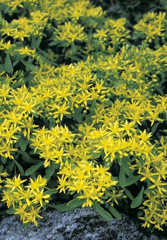 foto van een variëteit aan bloemen, te gebruiken als: Perkplant / Borders Sedum hybridum Czars Gold