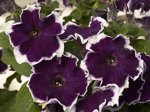 foto van een variëteit aan bloemen, te gebruiken als: Pot - en perkplant Petunia x hybrida Kaliffo Picotee Blue