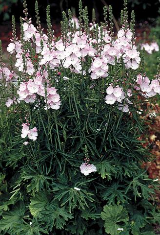 foto van een variëteit aan bloemen, te gebruiken als: Perkplant / Borders Sidalcea malviflora Rosaly