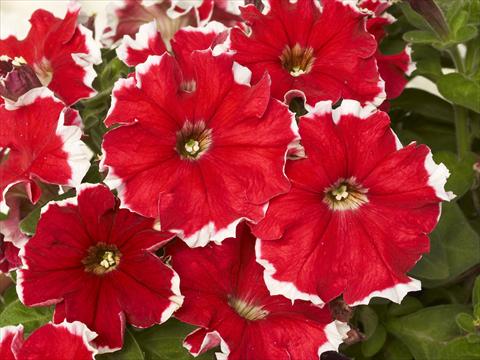 foto van een variëteit aan bloemen, te gebruiken als: Pot - en perkplant Petunia x hybrida Kaliffo Picotee Red