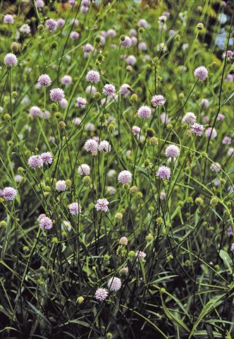 foto van een variëteit aan bloemen, te gebruiken als: Perkplant / Borders Succisella inflexa Frosted Pearls
