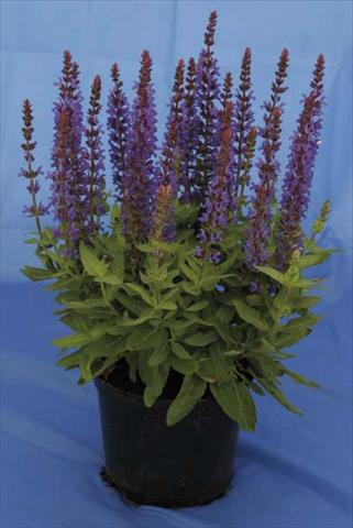 foto van een variëteit aan bloemen, te gebruiken als: Pot - en perkplant Salvia nemorosa Sensation Dark Blue Improved