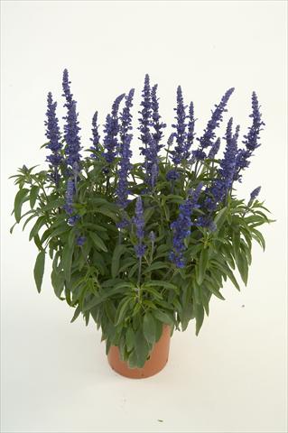 foto van een variëteit aan bloemen, te gebruiken als: Potplant, perkplant, patioplant Salvia farinacea Sallyfun Blue