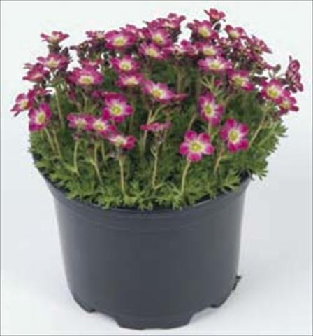 foto van een variëteit aan bloemen, te gebruiken als: Pot - en perkplant Saxifraga Pixie Rose