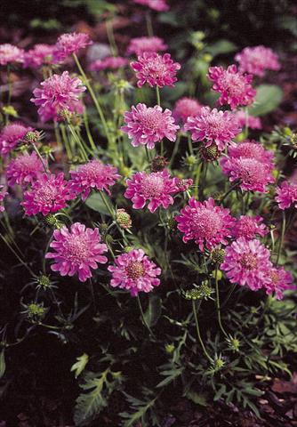 foto van een variëteit aan bloemen, te gebruiken als: Pot - en perkplant Scabiosa columbaria Pincushion Pink
