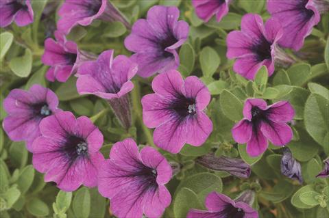 foto van een variëteit aan bloemen, te gebruiken als: Potplant, perkplant, patioplant, korfplant Petunia x hybrida Littletunia Purple