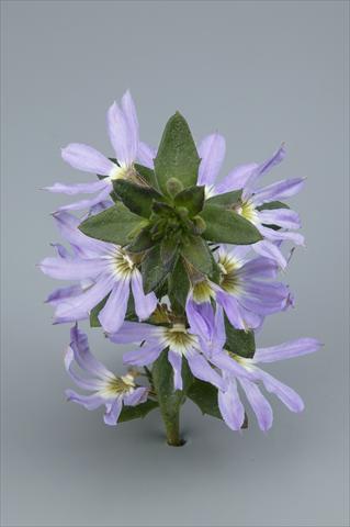 foto van een variëteit aan bloemen, te gebruiken als: Potplant, perkplant, patioplant, korfplant Scaevola aemula Surdiva Light Blue