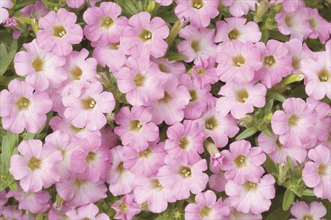 foto van een variëteit aan bloemen, te gebruiken als: Potplant, perkplant, patioplant, korfplant Petunia x hybrida Littletunia Sweet Pink