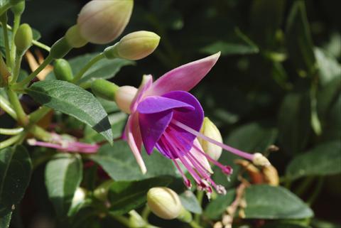 foto van een variëteit aan bloemen, te gebruiken als: Pot Fuchsia Shadowdancer™ Martha