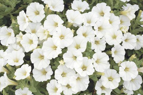 foto van een variëteit aan bloemen, te gebruiken als: Potplant, perkplant, patioplant, korfplant Petunia x hybrida Littletunia White