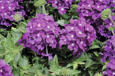 foto van een variëteit aan bloemen, te gebruiken als: Pot - en perkplant Verbena Shangri-La® Blue