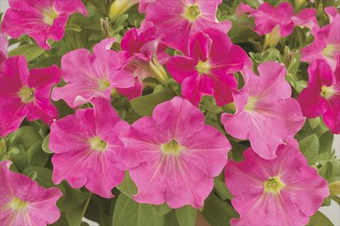 foto van een variëteit aan bloemen, te gebruiken als: Potplant, perkplant, patioplant, korfplant Petunia x hybrida Ray Pink Ray