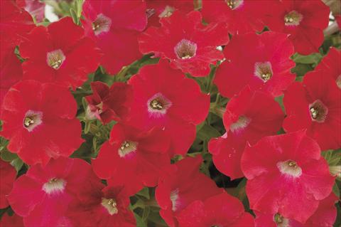 foto van een variëteit aan bloemen, te gebruiken als: Potplant, perkplant, patioplant, korfplant Petunia x hybrida Red Ray