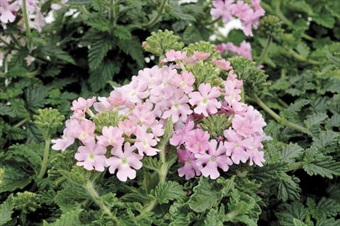 foto van een variëteit aan bloemen, te gebruiken als: Pot - en perkplant Verbena Shangri-La® Pink