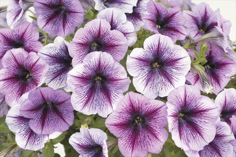 foto van een variëteit aan bloemen, te gebruiken als: Potplant, perkplant, patioplant, korfplant Petunia x hybrida Ray Purple Vein Ray