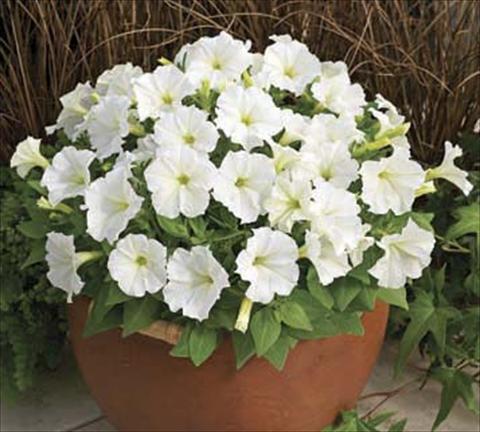 foto van een variëteit aan bloemen, te gebruiken als: Potplant, perkplant, patioplant Petunia milliflora Piccobella F1 White