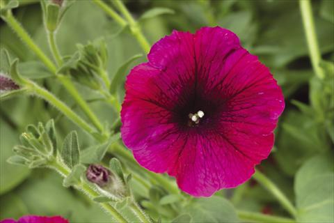 foto van een variëteit aan bloemen, te gebruiken als: Potplant, perkplant, patioplant, korfplant Petunia pendula Sanguna® Burgundy