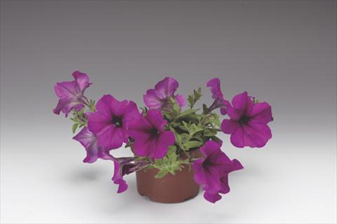 foto van een variëteit aan bloemen, te gebruiken als: Potplant, perkplant, patioplant, korfplant Petunia pendula Deep Purple Plush F1