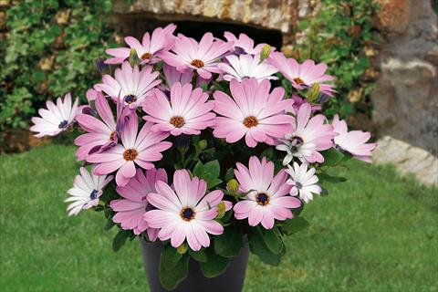 foto van een variëteit aan bloemen, te gebruiken als: Potplant, perkplant, patioplant, korfplant Osteospermum Springstar Pink