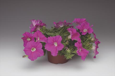 foto van een variëteit aan bloemen, te gebruiken als: Potplant, perkplant, patioplant, korfplant Petunia pendula Sanguna® Hot Rose