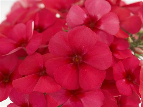 foto van een variëteit aan bloemen, te gebruiken als: Pot - en perkplant Phlox Primavera Cherry Rose With Eye