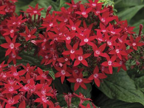 foto van een variëteit aan bloemen, te gebruiken als: Pot - en perkplant Pentas lanceolata Starla Red Imp