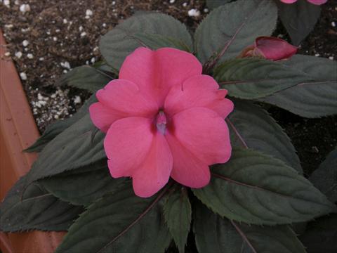 foto van een variëteit aan bloemen, te gebruiken als: Pot - en perkplant Impatiens N. Guinea SunPatiens® Compact Rose