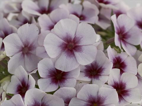 foto van een variëteit aan bloemen, te gebruiken als: Pot - en perkplant Phlox Primavera White With Purple Eye