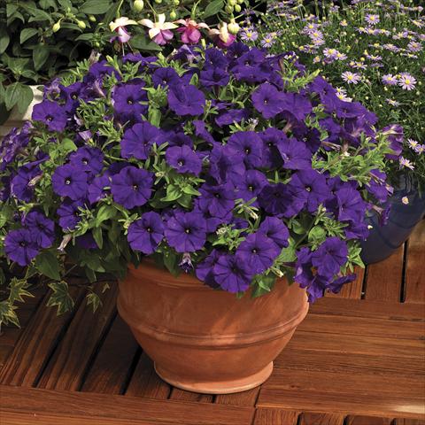 foto van een variëteit aan bloemen, te gebruiken als: Pot - en perkplant Petunia milliflora Picobella Blue