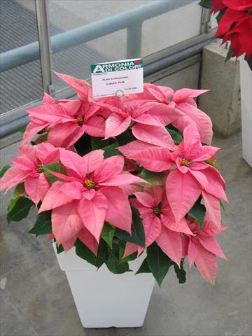 foto van een variëteit aan bloemen, te gebruiken als: Pot Poinsettia - Euphorbia pulcherrima Classic Pink