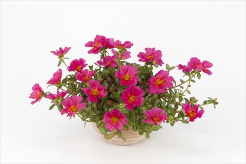foto van een variëteit aan bloemen, te gebruiken als: Potplant, perkplant, patioplant, korfplant Portulaca Duna® Magenta