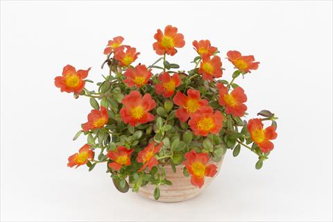 foto van een variëteit aan bloemen, te gebruiken als: Potplant, perkplant, patioplant, korfplant Portulaca Duna® Orange