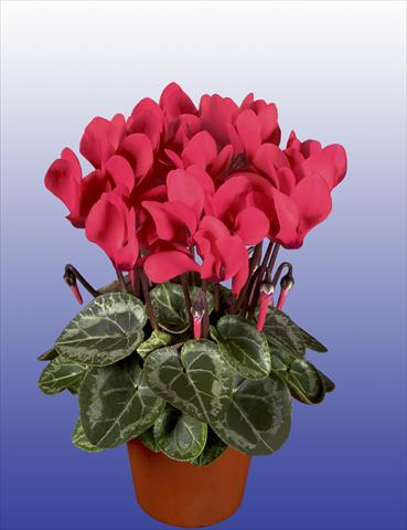 foto van een variëteit aan bloemen, te gebruiken als: Potplant, patioplant, korfplant Cyclamen persicum Super Serie® Verano® F1 Dark Salmon Pink