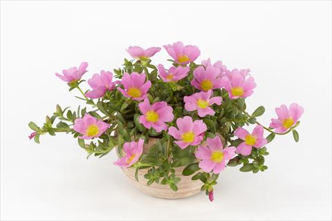 foto van een variëteit aan bloemen, te gebruiken als: Potplant, perkplant, patioplant, korfplant Portulaca Duna® Pink
