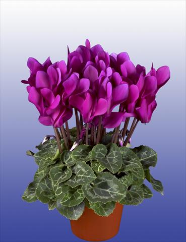 foto van een variëteit aan bloemen, te gebruiken als: Potplant, patioplant, korfplant Cyclamen persicum Super Serie® Verano® F1 Dark Violet