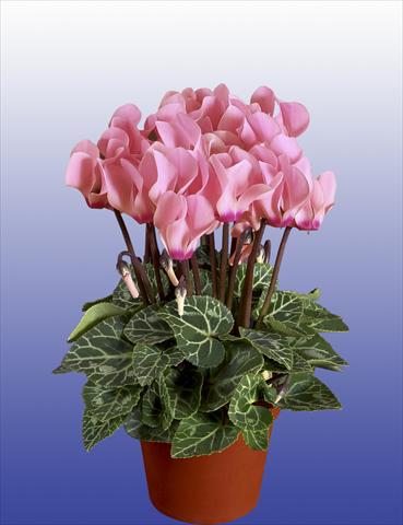 foto van een variëteit aan bloemen, te gebruiken als: Potplant, patioplant, korfplant Cyclamen persicum Super Serie® Verano® F1 Light Salmon Pink