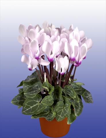 foto van een variëteit aan bloemen, te gebruiken als: Potplant, patioplant, korfplant Cyclamen persicum Super Serie® Verano® F1 Light with Eye