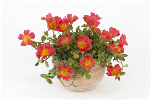 foto van een variëteit aan bloemen, te gebruiken als: Potplant, perkplant, patioplant, korfplant Portulaca Duna® Red