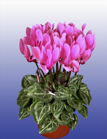 foto van een variëteit aan bloemen, te gebruiken als: Potplant, patioplant, korfplant Cyclamen persicum Super Serie® Verano® F1 Neon Pink