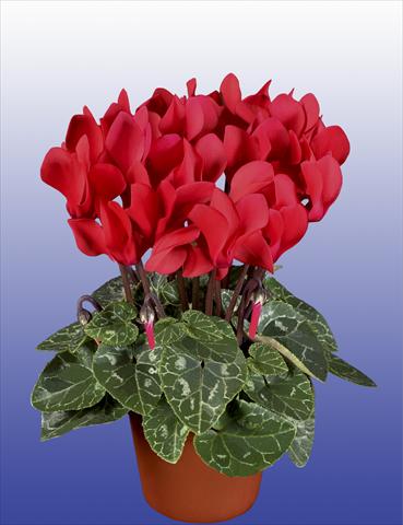 foto van een variëteit aan bloemen, te gebruiken als: Pot Cyclamen persicum Super Serie® Verano® F1 Red