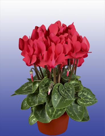 foto van een variëteit aan bloemen, te gebruiken als: Potplant, patioplant, korfplant Cyclamen persicum Super Serie® Verano® F1 Salmon Red