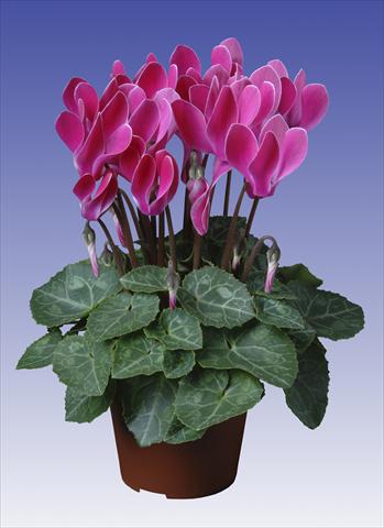 foto van een variëteit aan bloemen, te gebruiken als: Potplant, patioplant, korfplant Cyclamen persicum Super Serie® Verano® F1 Wine Red Flamed
